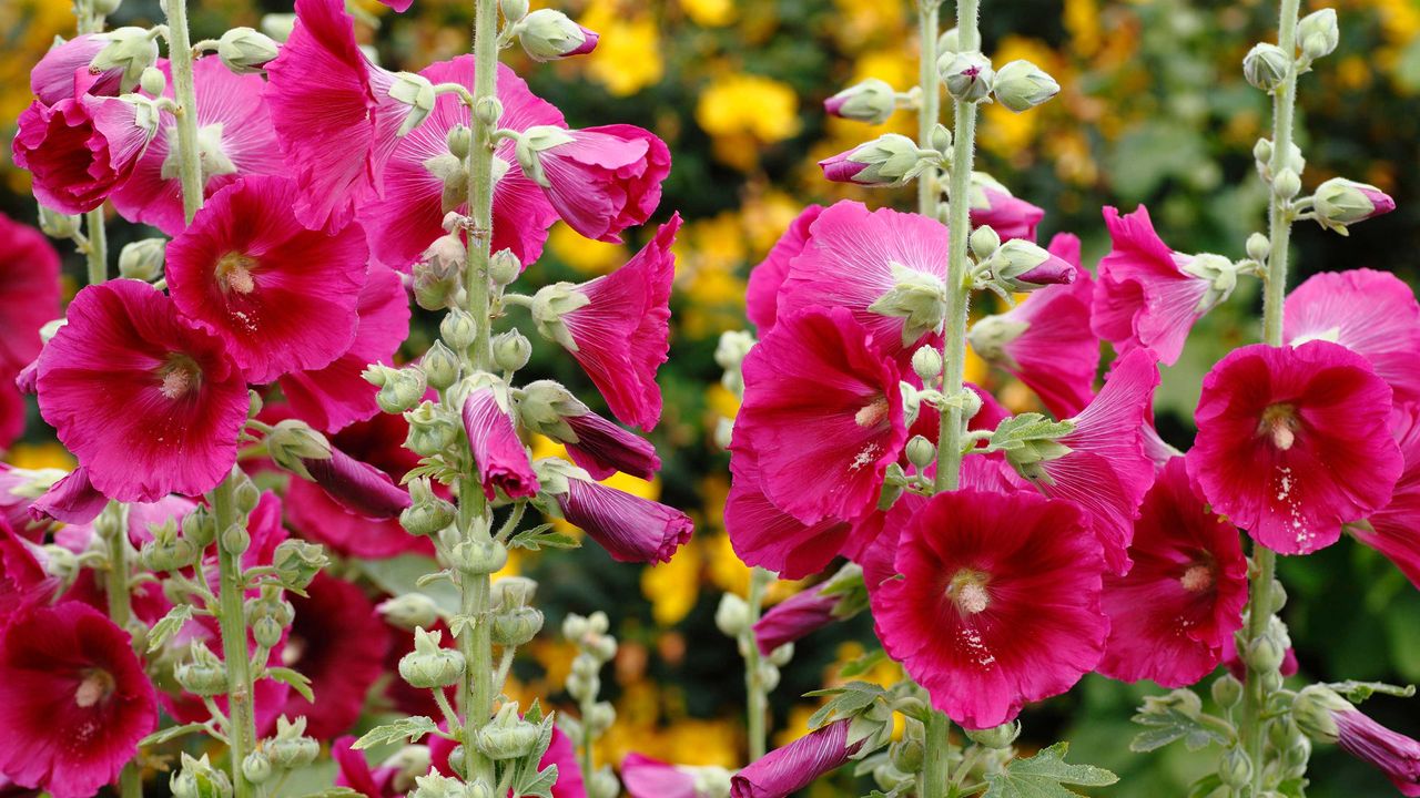 pink hollyhocks