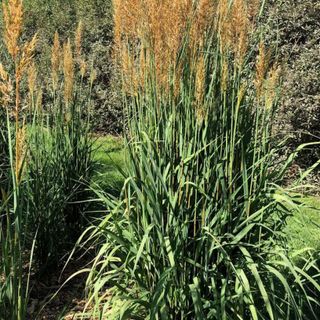 Golden Sunset Indian grass growing in garden