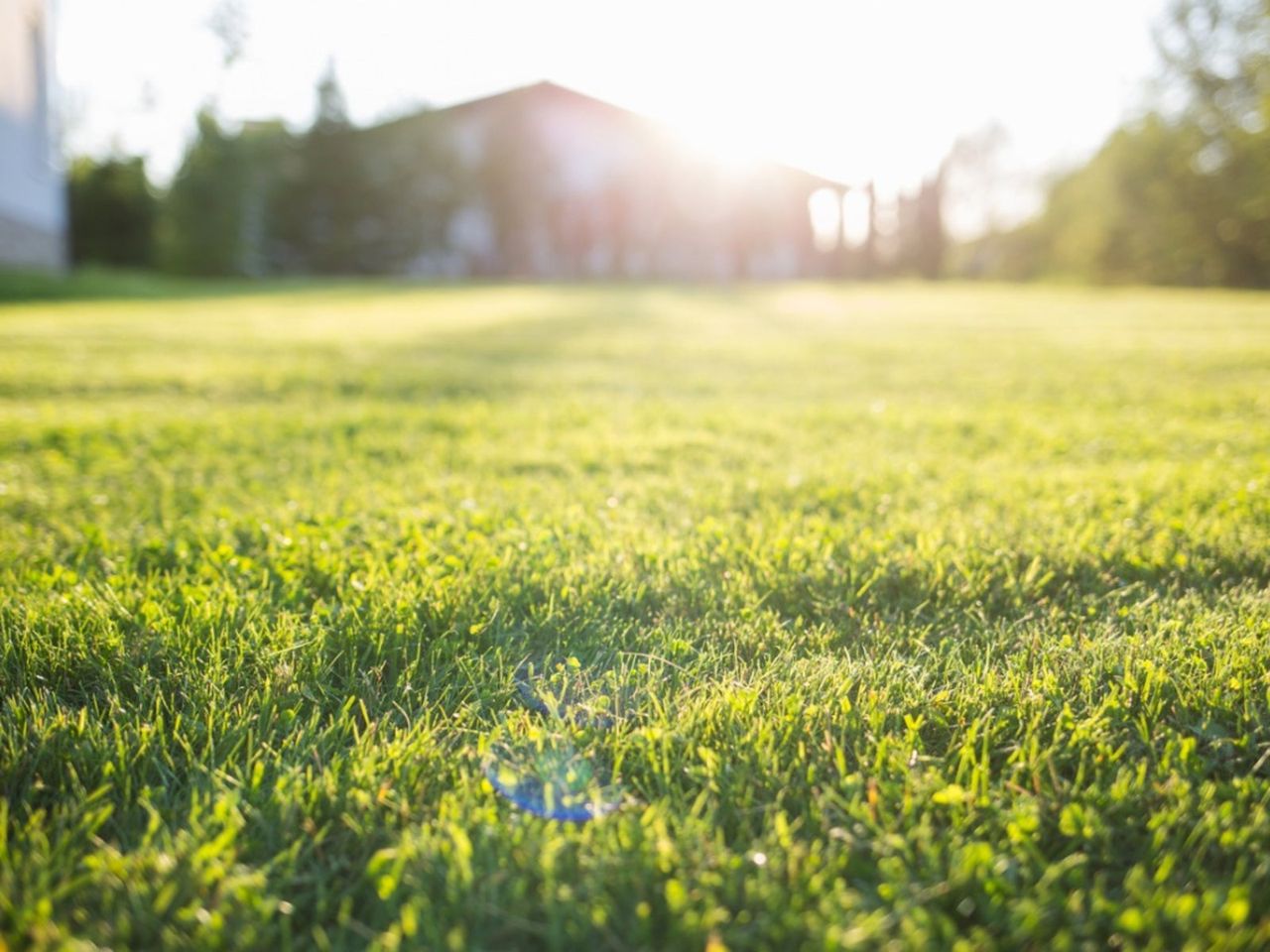 Sun Shining On The Lawn