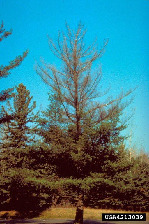 Pine Blister Rust On Top Half Of A Pine Tree