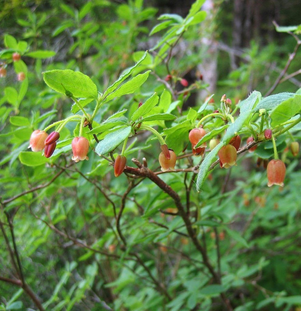 Azalea Plant