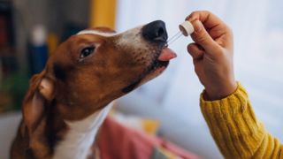 Dog being given medicine