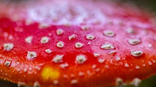 Mushroom close-up