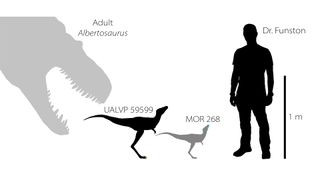 Researchers have found a toe claw (shown in yellow, second from left) and jawbone (shown in blue, third from left) of baby tyrannosaurs that lived between 75 million and 70 million years ago in North America. For scale, here are reconstructions of the tyrannosaur babies compared with an adult Albertosaurus tyrannosaur (left) and lead researcher Gregory Funston. 