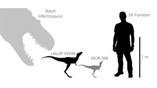 Researchers have found a toe claw (shown in yellow, second from left) and jawbone (shown in blue, third from left) of baby tyrannosaurs that lived between 75 million and 70 million years ago in North America. For scale, here are reconstructions of the tyrannosaur babies compared with an adult Albertosaurus tyrannosaur (left) and lead researcher Gregory Funston.