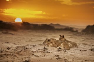 Desert lions, super cats nature pbs