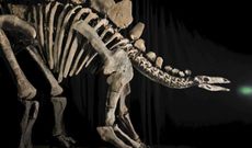 Apex: the biggest fossilised Stegosaurus ever found