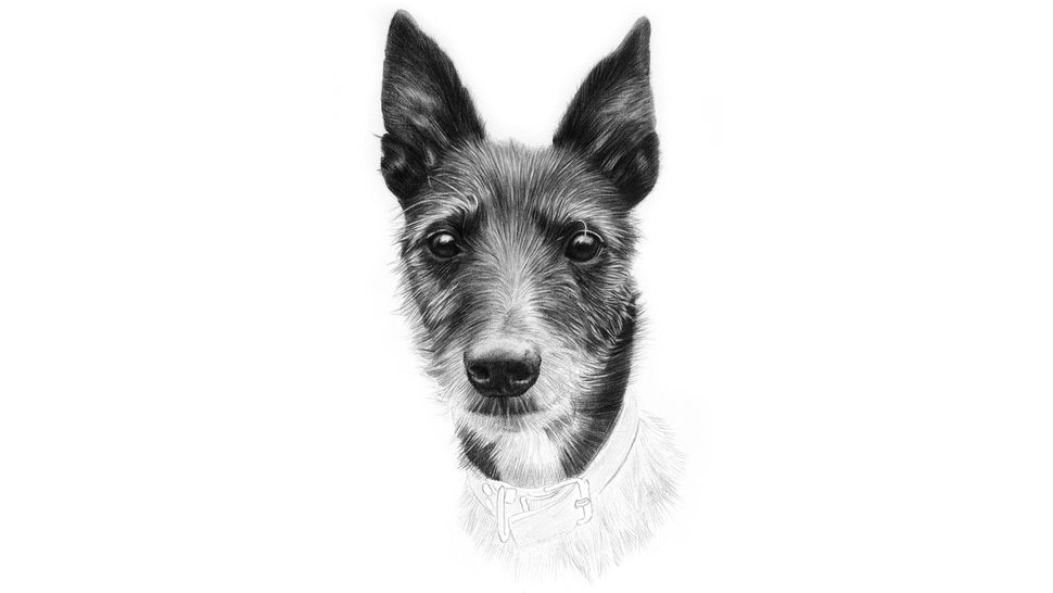 Draw a pencil portrait of a dog | Creative Bloq