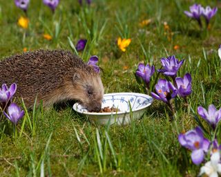 Hedgehog eating from a bowl with crocus flowers around it