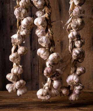 braided garlic hanging in shed