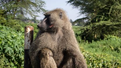 Baboon with face injury