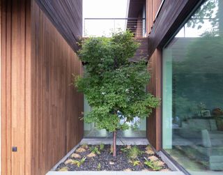 Courtyard with tree at Lake House by Worrell Yeung