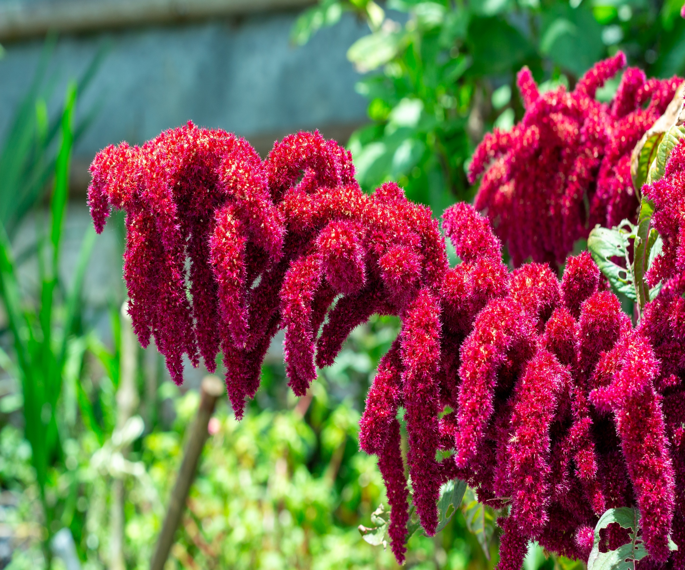 Close up of the drooping cerise flowerheads of an amaranth plant