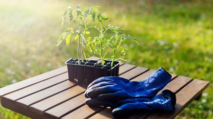 Tomato seedlings and gloves on an outdoor table