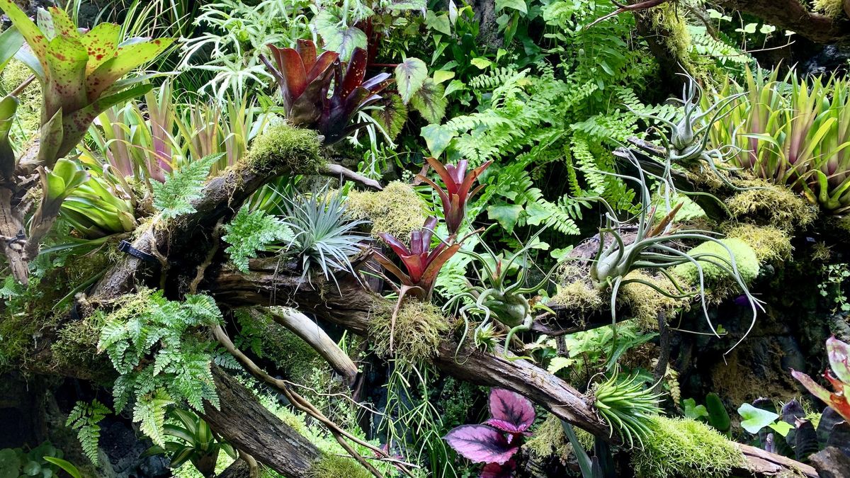 A photograph of jungle plants