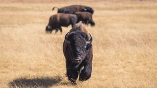 Bison at Yellowstone National Park, Wyoming