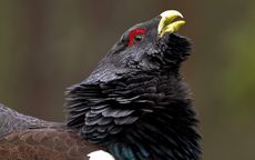 Western Capercaillie