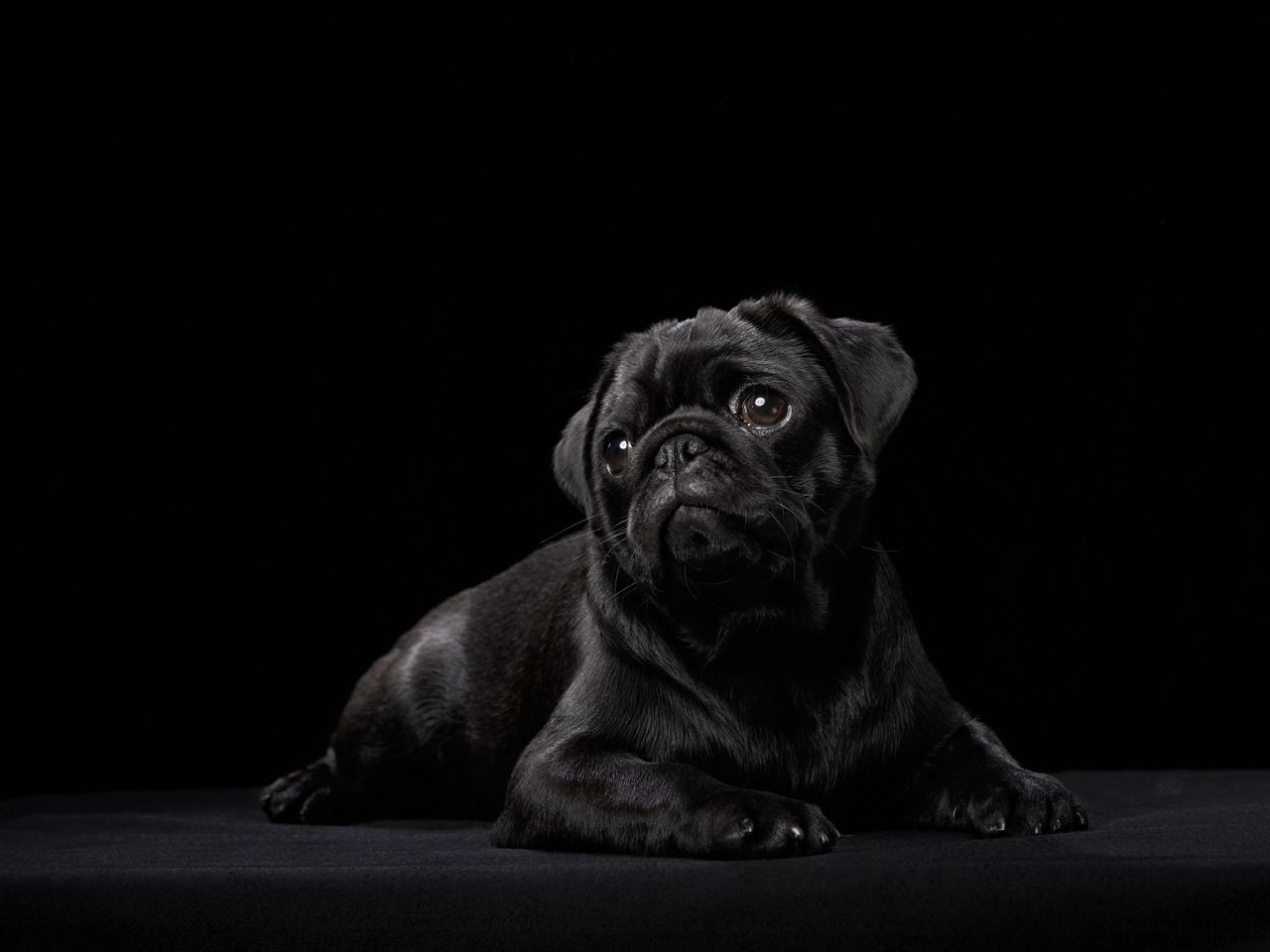 Britain's founding father of narrative satire was obsessed with a pug called Trump