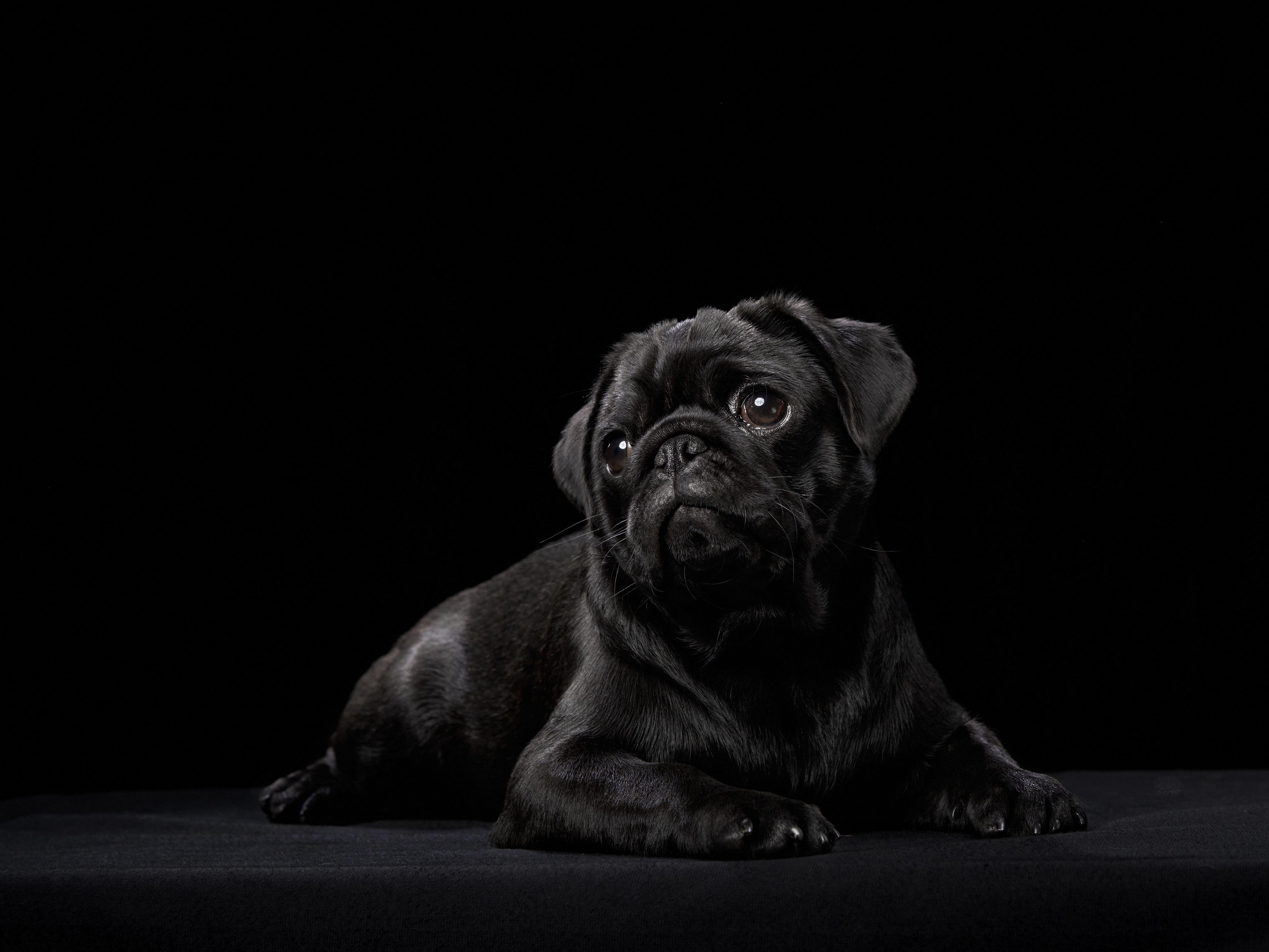 Black pug on a black background