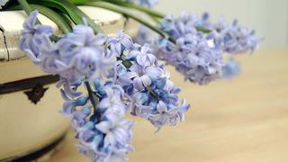 drooping blue hyacinth flowers in bowl indoors