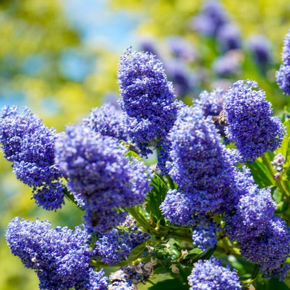 California lilac