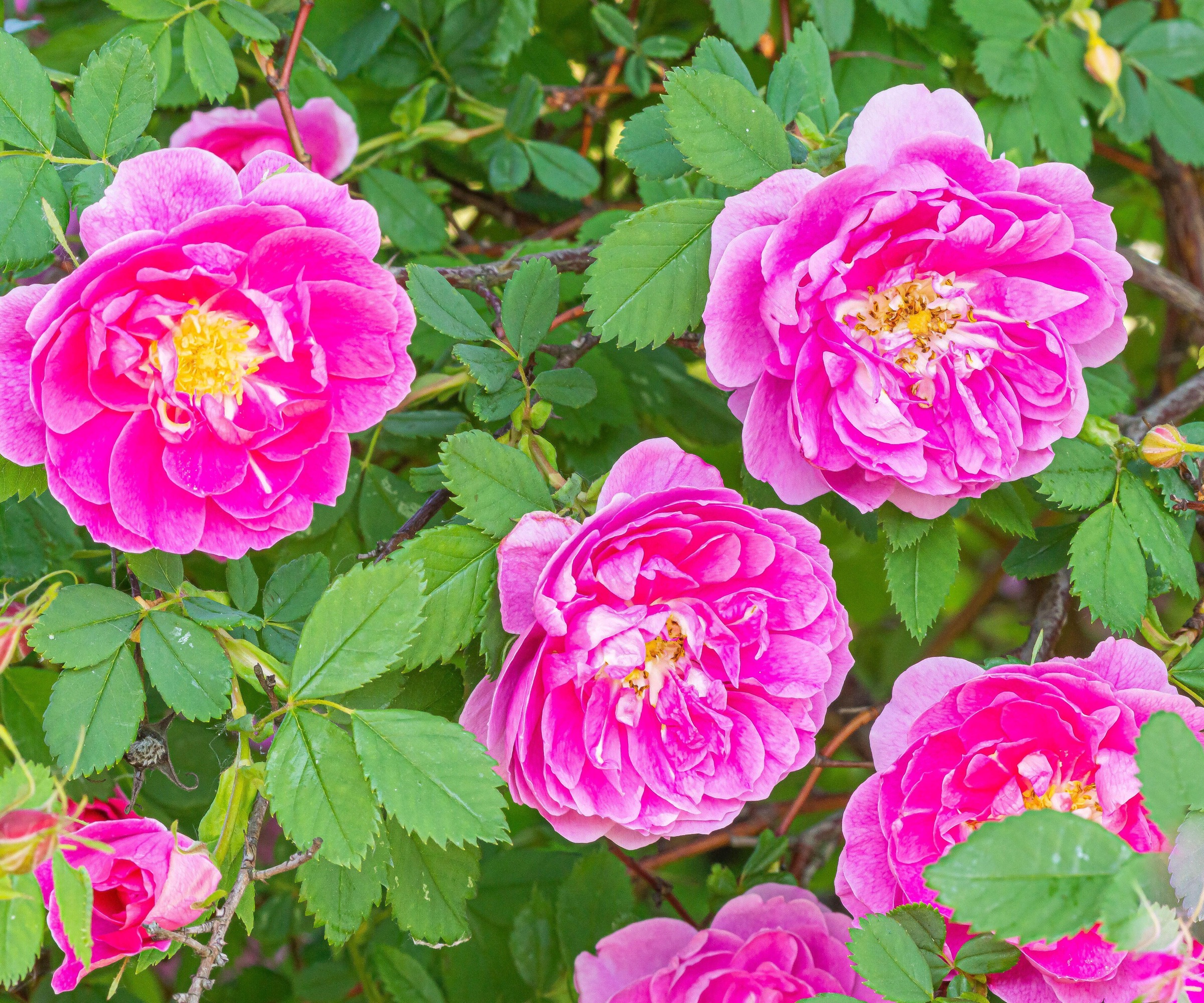 close up of pink Virginia roses