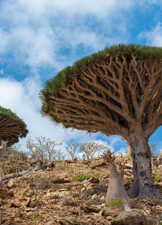 dragon’s blood trees