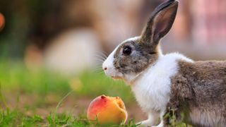 rabbit eating peach