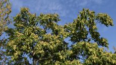 Tree of heaven, Ailanthus altissima, with green leaves and blue sky beyond