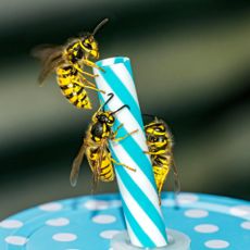 German wasps on blue striped straw in a beverage