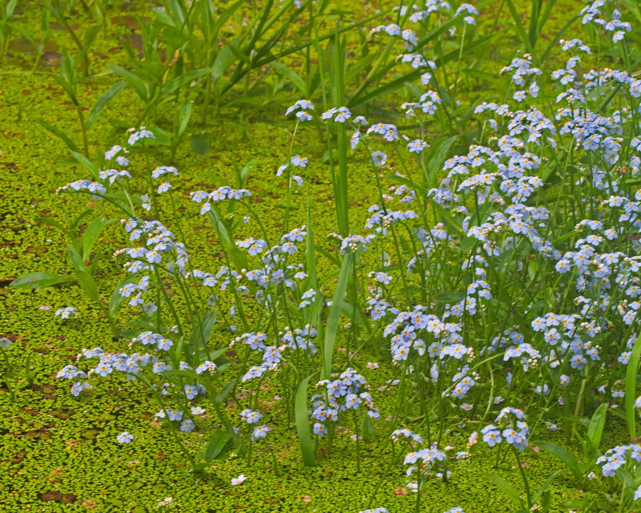 water forget me nots and duckweed on a pond
