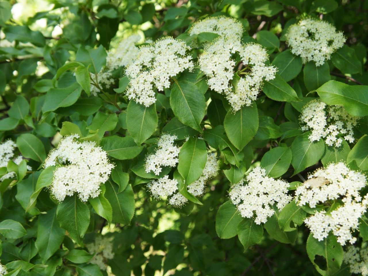 White Flowering Blackhaw Tree