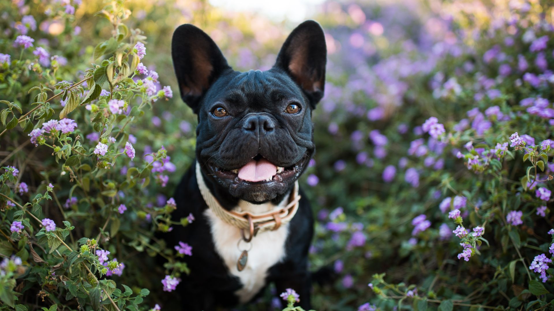 French Bulldog sitting in flowers