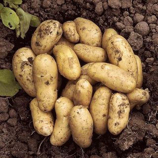 You Garden - Seed Potato 'charlotte' - 2.5kg Bag, Planting in Uk Gardens, Grow Your Own Potatoes