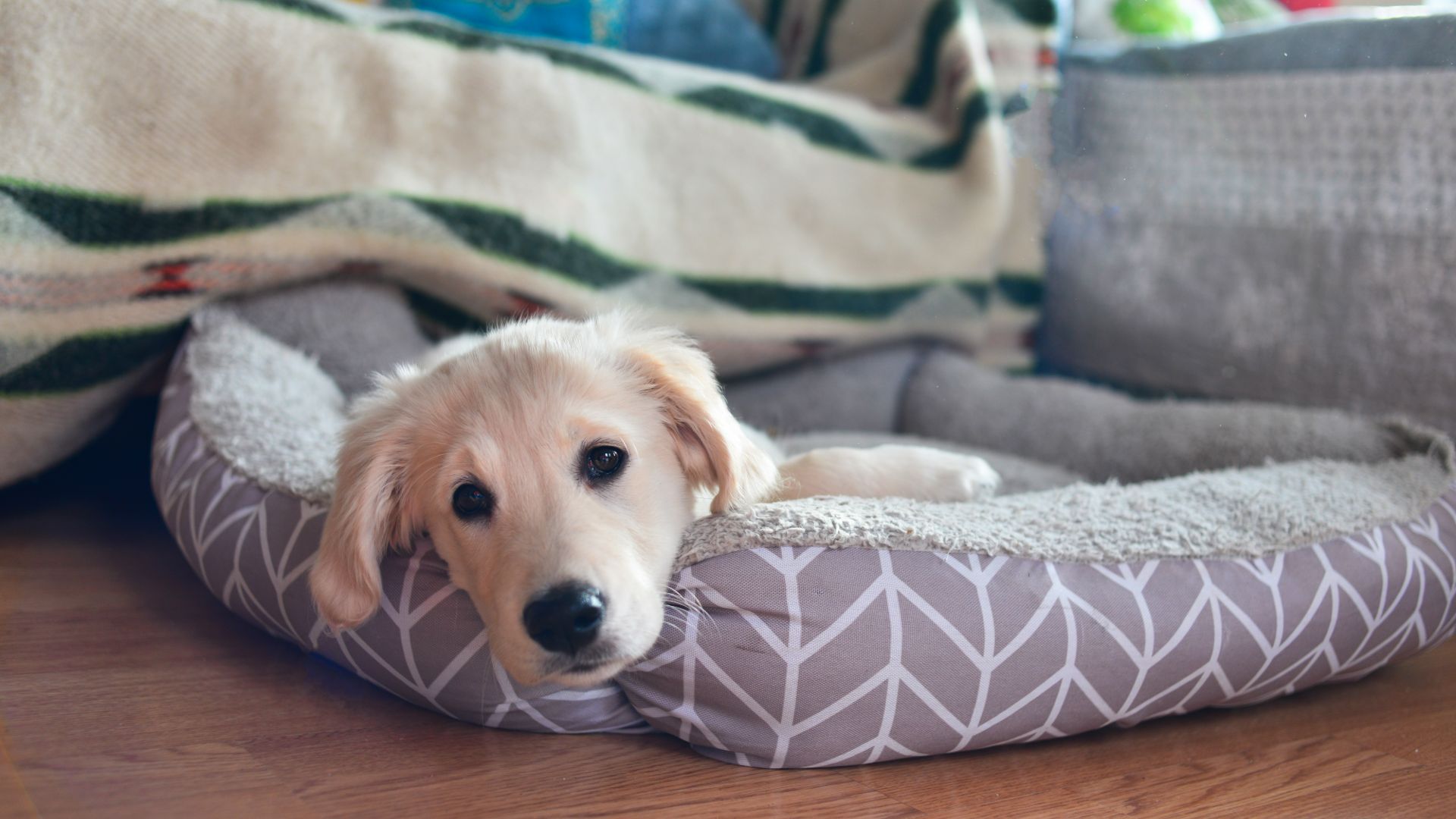 Golden retriever puppy sleeping in its bed