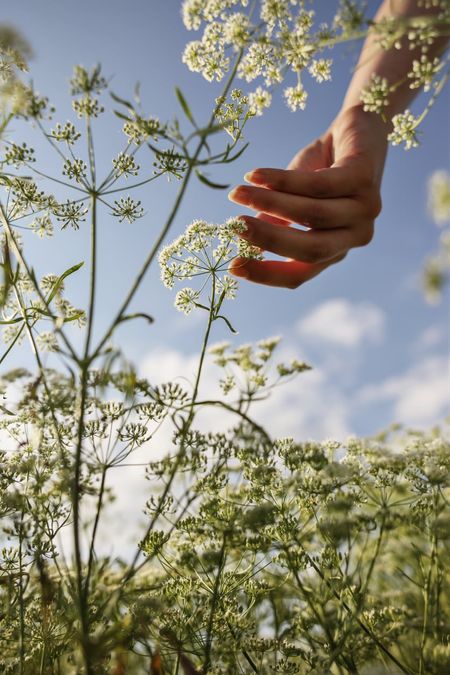 anise propagation