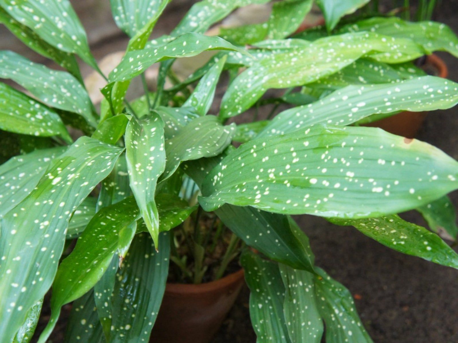 anthurium longissimilobum Anthurium Longissimilobum The 