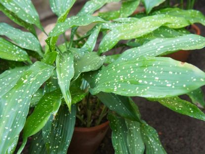 Potted Cast Iron Plant