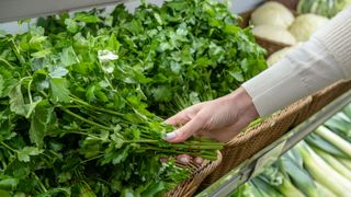 A bunch of parsley at the grocery store