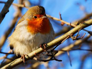 16-year-old Katy Read won the junior category in the Awards for the second year running with her image of a robin