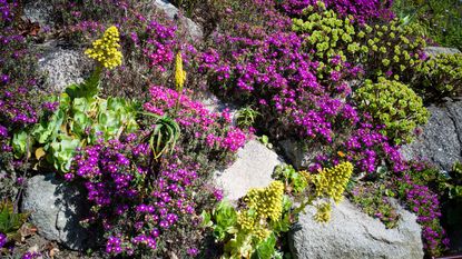 plants growing in a crevice garden