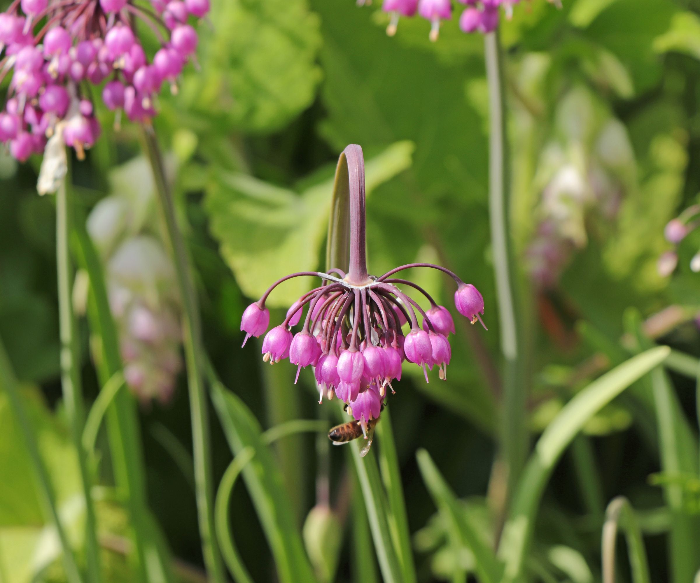 Allium cernuum (nodding leek) in an herb garden