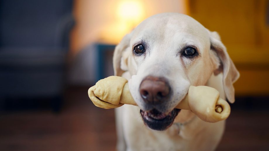 Dog holding a long-lasting chew