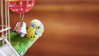 Green parrot playing with toy