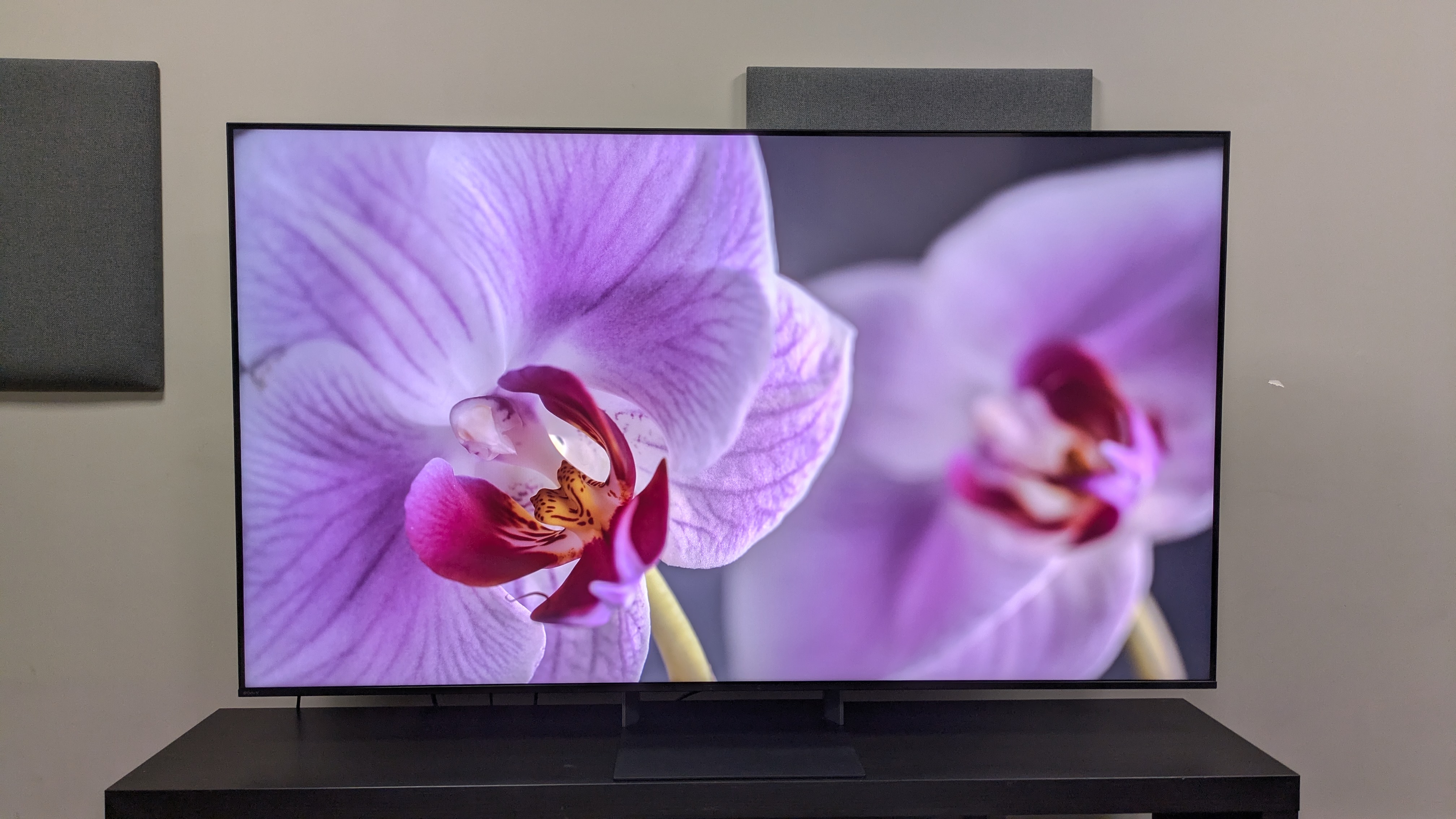 Sony Bravia 7 II with a shot of a purple flower on screen