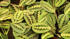 Prayer plant leaves