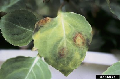 Leaves With Impatiens Necrotic Spot Virus