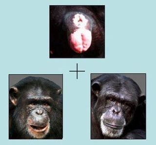 Researchers tested chimps' ability to pair chimp rears with the correct chimp faces.