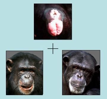 Researchers tested chimps&#039; ability to pair chimp rears with the correct chimp faces. 