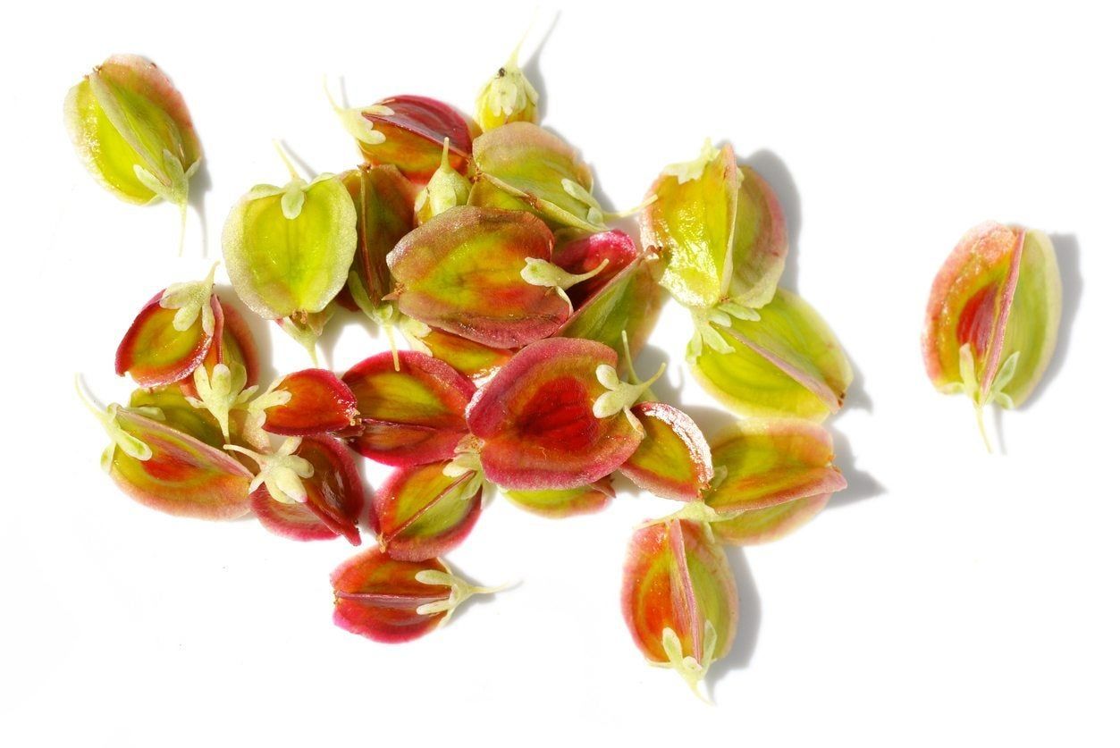 rhubarb seeds